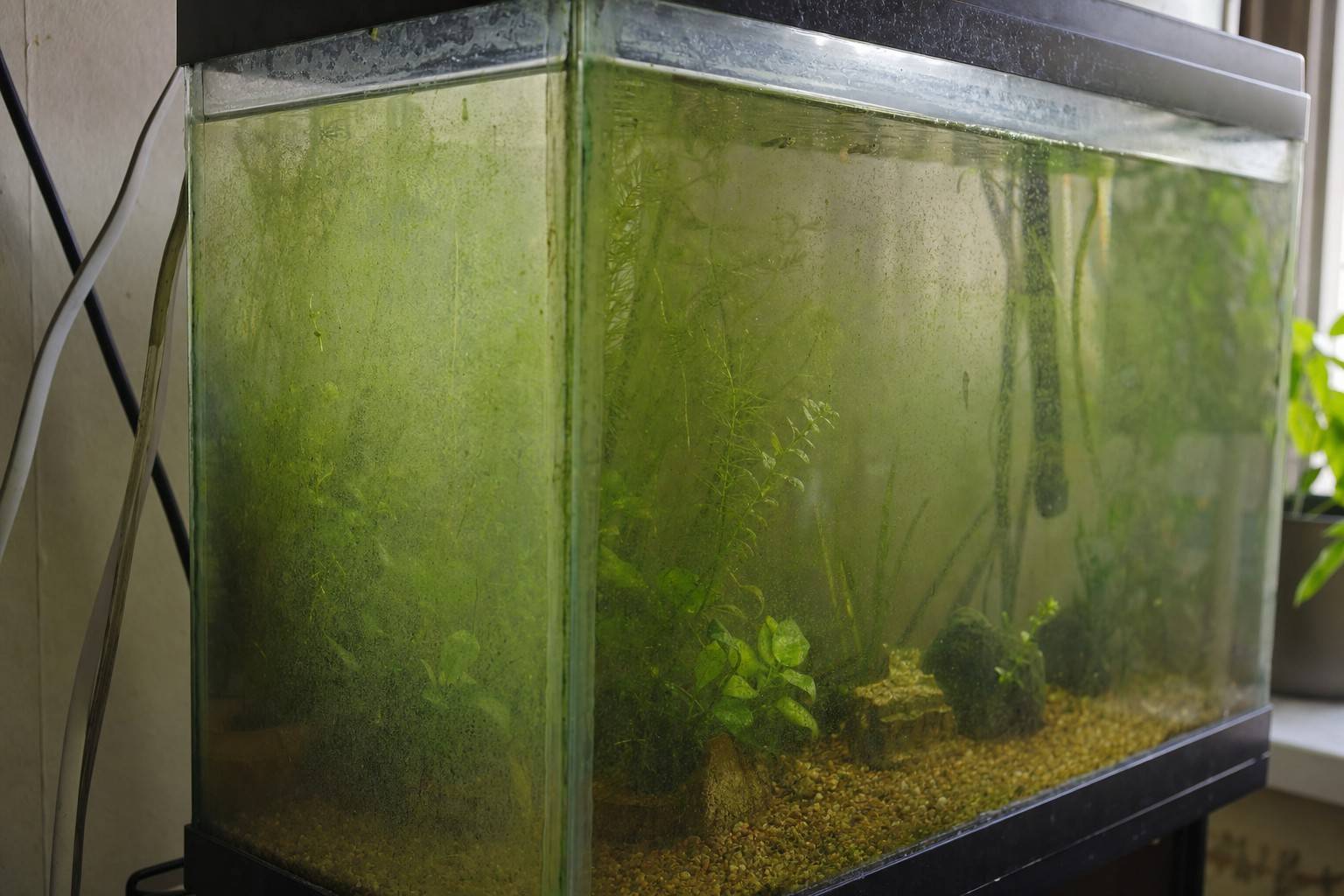 Green algae film coating the front glass of a home aquarium, plants and gravel behind, daytime