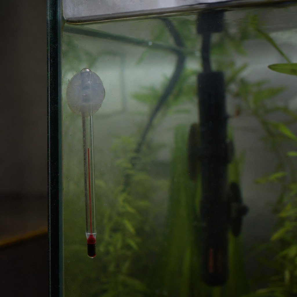 A stick-on or glass aquarium thermometer on the tank glass beside the heater