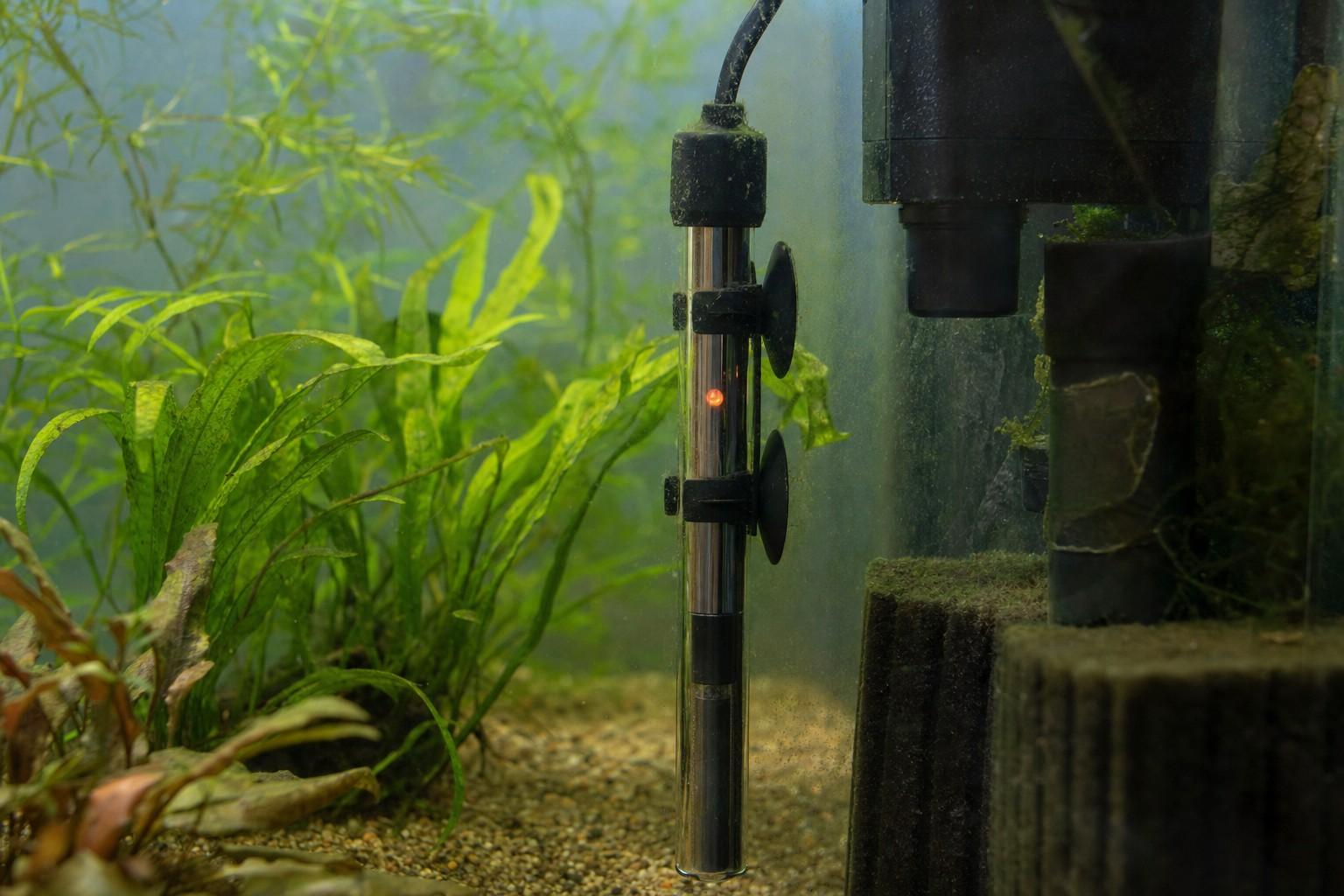 A submersible aquarium heater attached inside a planted tank near the filter flow, plants soft behind