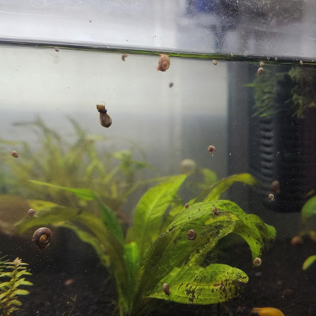 Several small snails on the inside aquarium glass near the waterline
