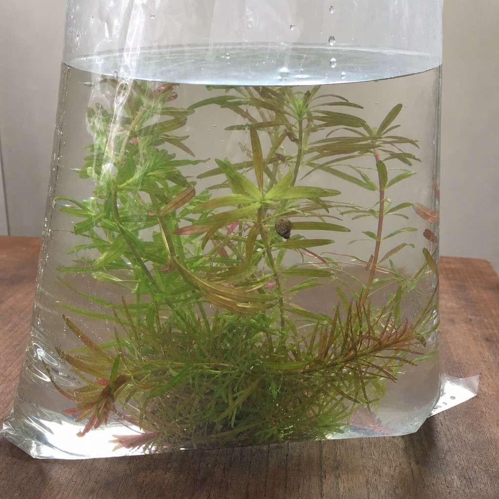 A new aquarium plant in a store bag on a table, a tiny snail visible on a leaf