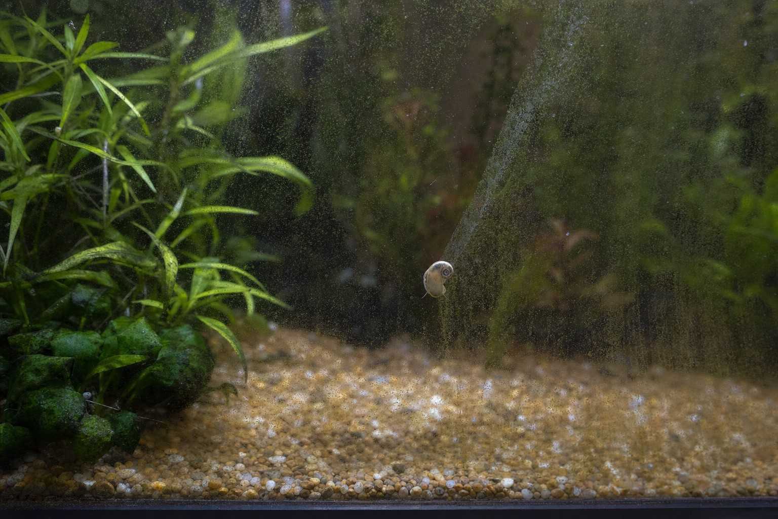 A single small snail grazing a clean track across the algae-dusted front glass of a planted aquarium