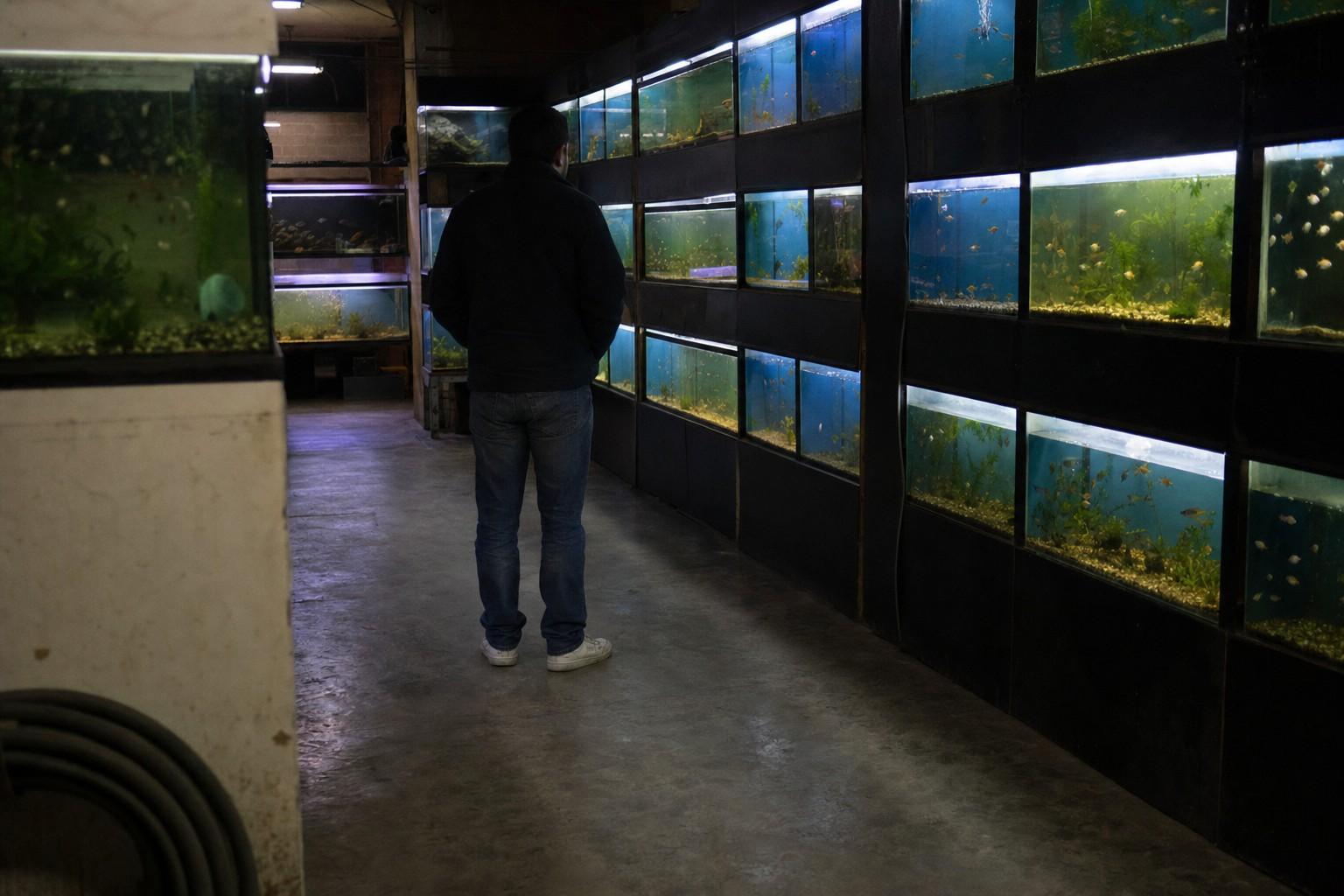A person seen from behind stands in a dim fish store aisle looking at a wall of glowing aquarium tanks