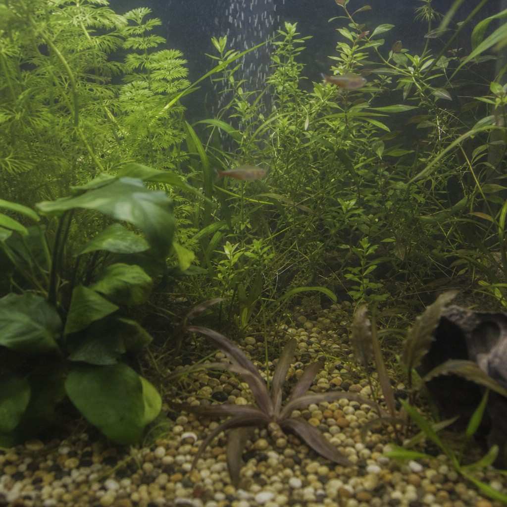 Interior view of a planted tank, green leaves filling the frame with a small fish among them