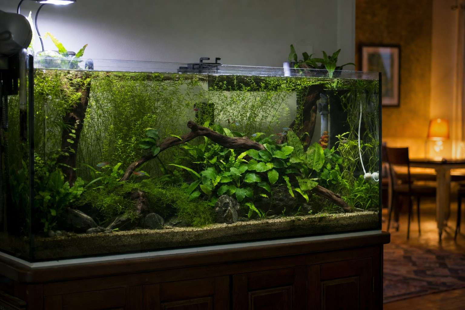 A lush low-tech planted freshwater aquarium with java fern and anubias on driftwood, glowing softly in a living room