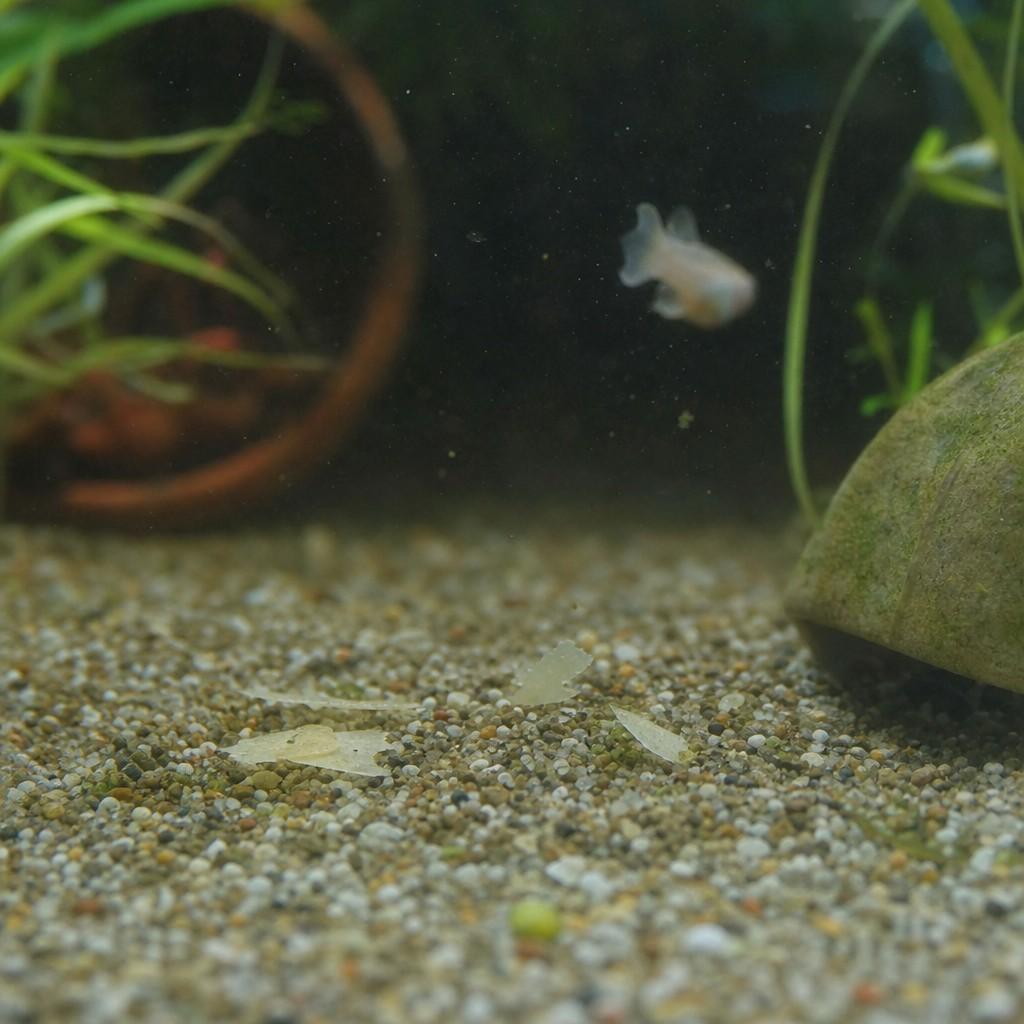 A few uneaten flakes drifting down past gravel in an aquarium, a fish ignoring them