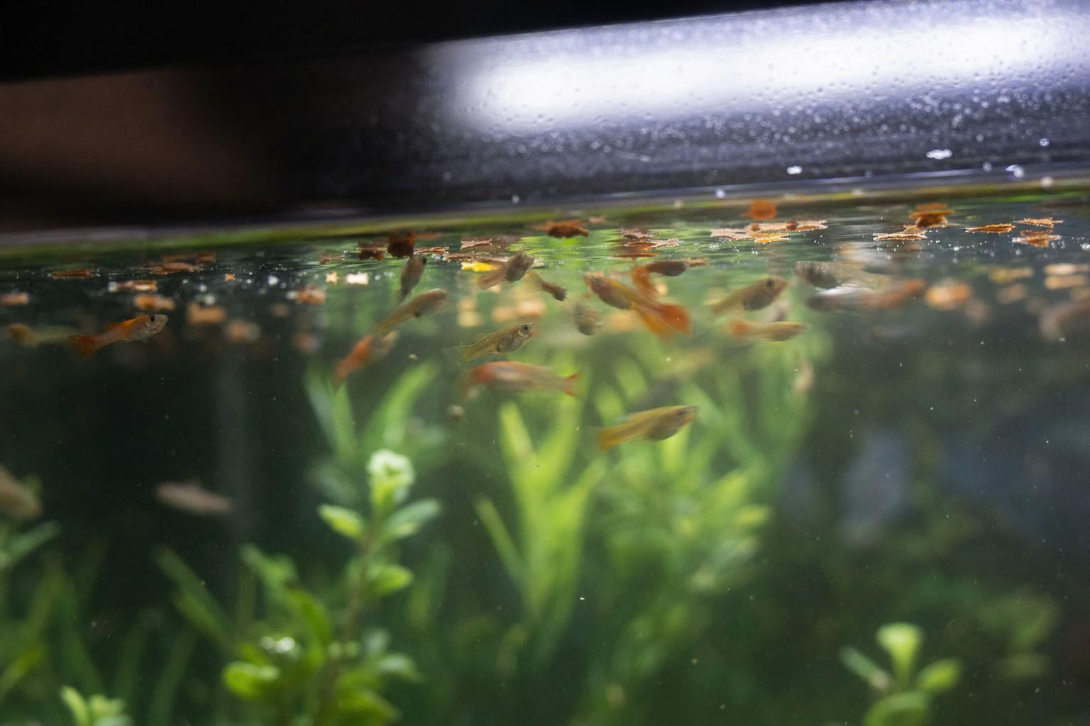 Small fish gathered near the water surface of a home aquarium waiting to be fed, seen through the glass