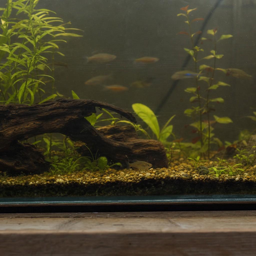 Interior of a tank with most fish active but one fish hanging back near the bottom as a soft shape